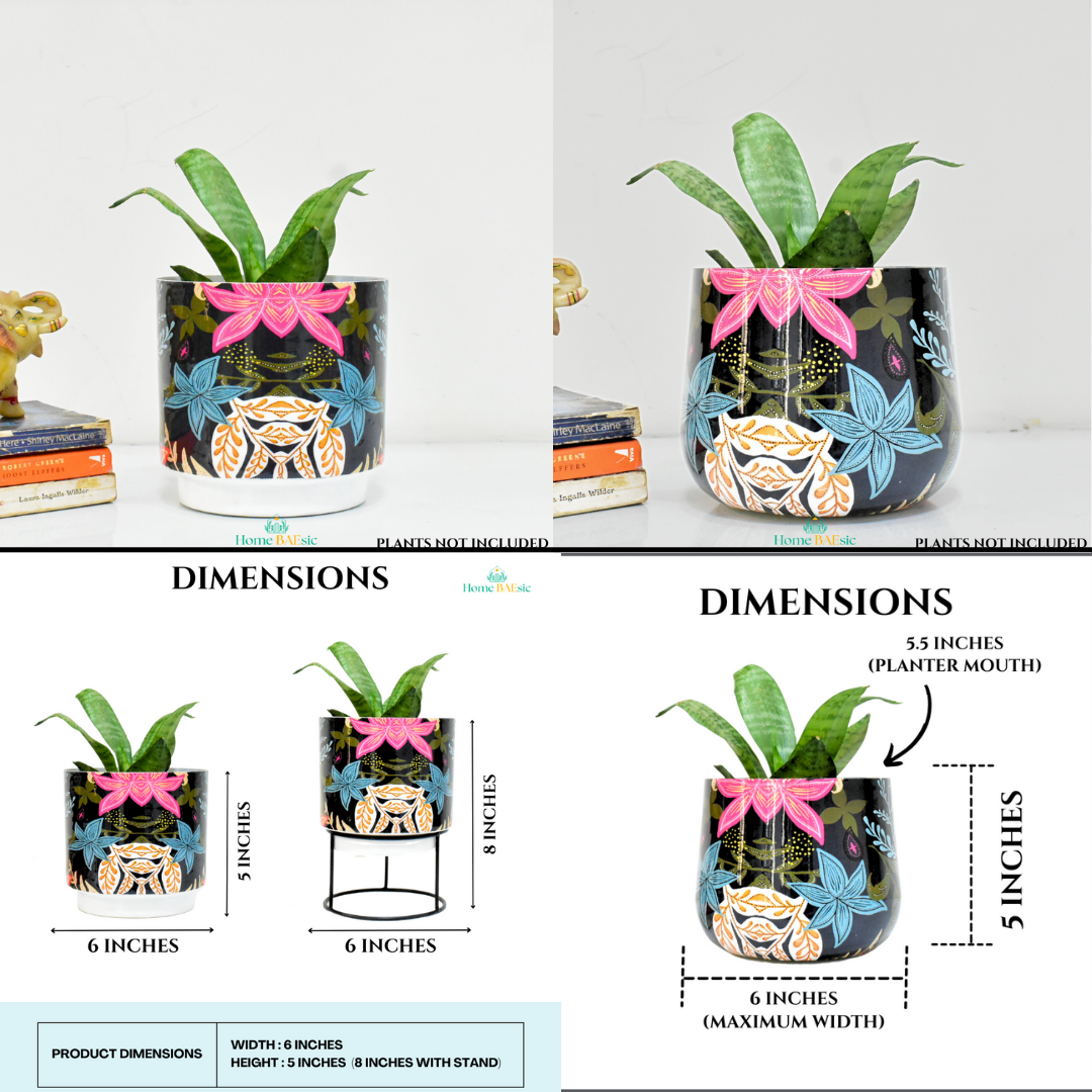 Floral Fantasy Planter Combo For Indoor Home and Garden 6 Inches | Home BAEsic