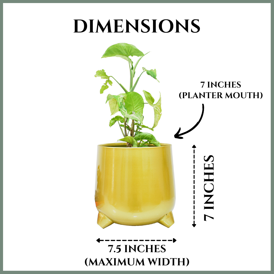 Aurum Glossy Golden Indoor Metal Planter For Home & Garden | 7 Inches