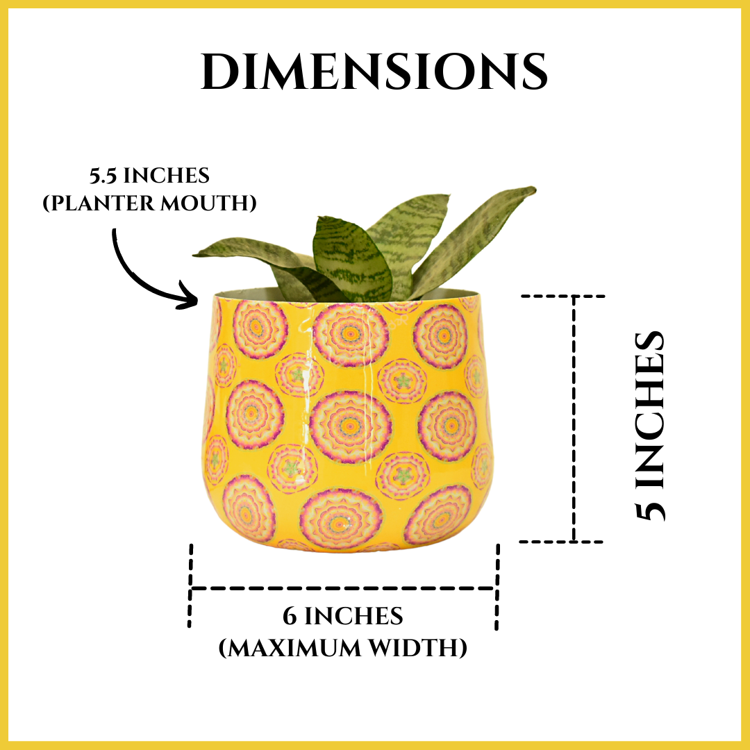 Designer Metal Planter 6 Inches for Home & Garden Indoor | Home BAEsic