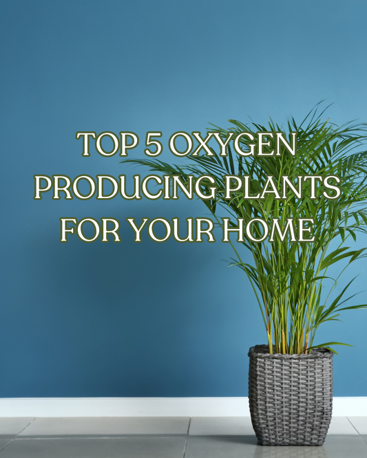 5 Best Highest Oxygen Producing Plants For Home [Must Have]