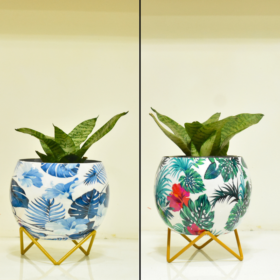 Super Saver Combo | Blue Monstera & Hibiscus Indoor Metal Planter With Metal Stand | Home & Garden | 6 Inches