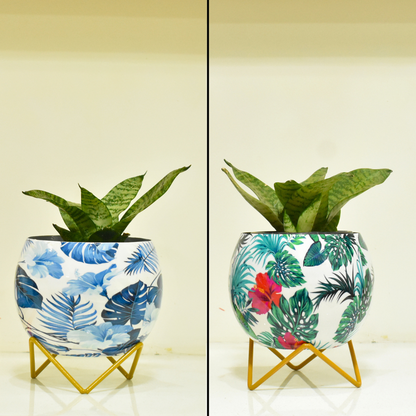 Super Saver Combo | Blue Monstera & Hibiscus Indoor Metal Planter With Metal Stand | Home & Garden | 6 Inches