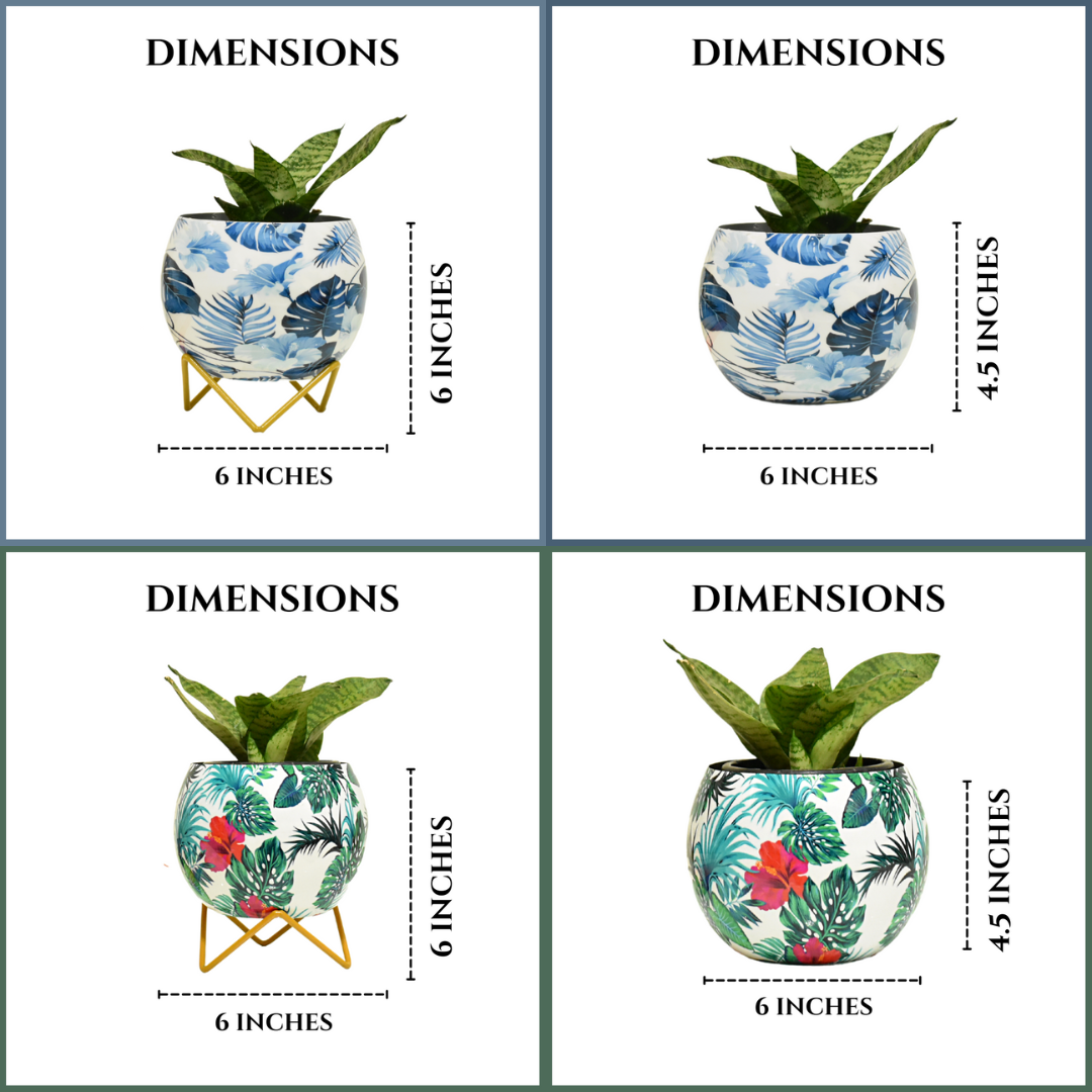 Super Saver Combo | Blue Monstera & Hibiscus Indoor Metal Planter With Metal Stand | Home & Garden | 6 Inches