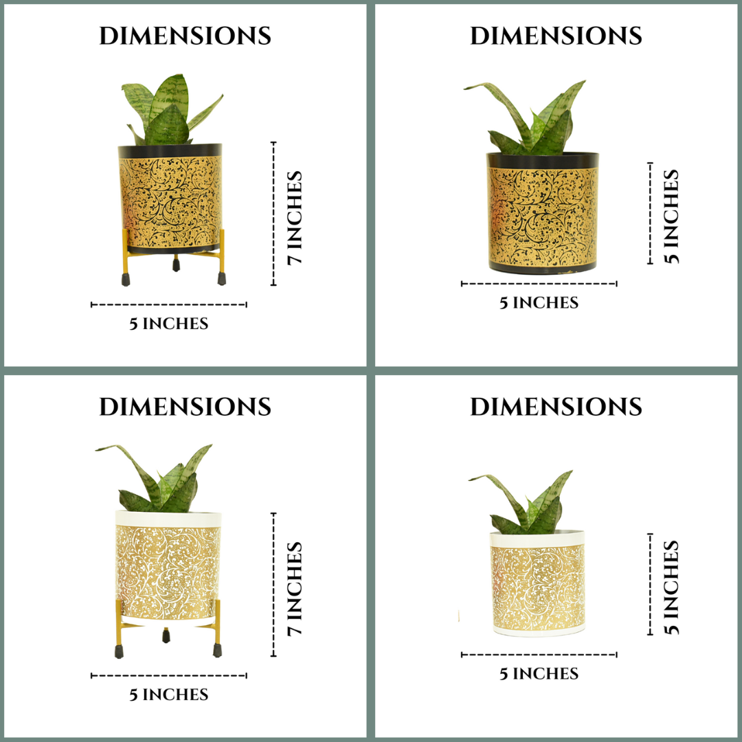 Golden Black and white Indoor planter combo | 5 Inches | Home BAEsic | Home and garden