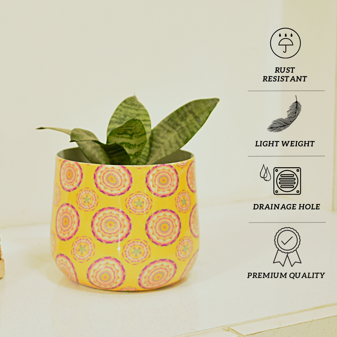 Designer Metal Planter 6 Inches for Home & Garden Indoor | Home BAEsic